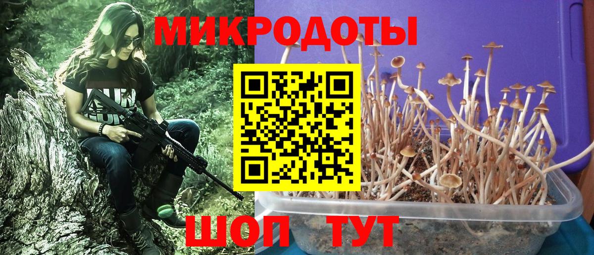 Псилоцибиновые грибы Psilocybine cubensis Дербент